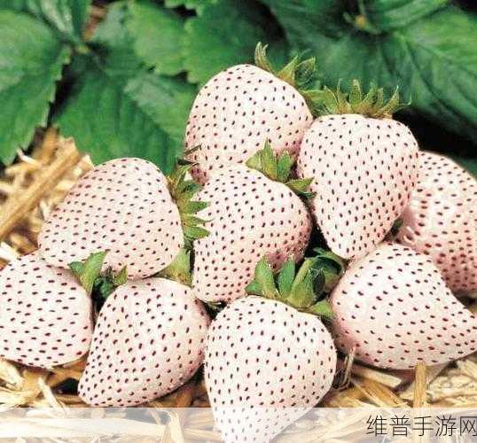 黄草莓视频：探索黄草莓的魅力：甜蜜与健康同行的新体验