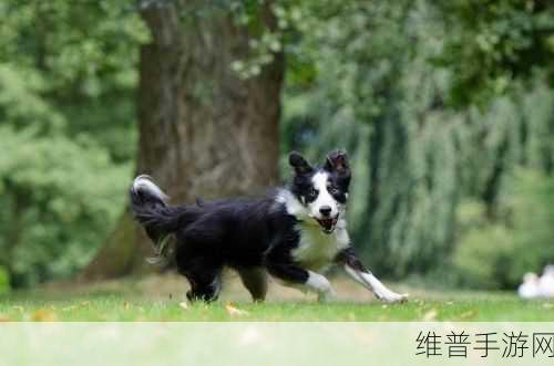 Zoom Dog：Zoom Dog：虚拟世界中的宠物陪伴与乐趣探索之旅