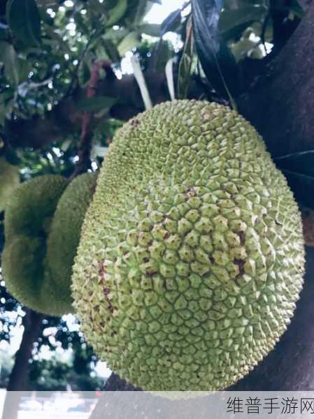 菠萝菠萝蜜免费高清视频：免费畅享菠萝菠萝蜜高清视频，尽情体验精彩内容！