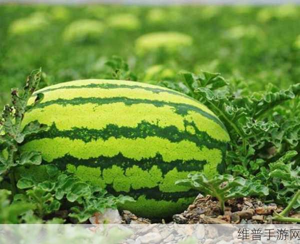 热大点瓜：热带地区大点瓜的种植与市场前景分析