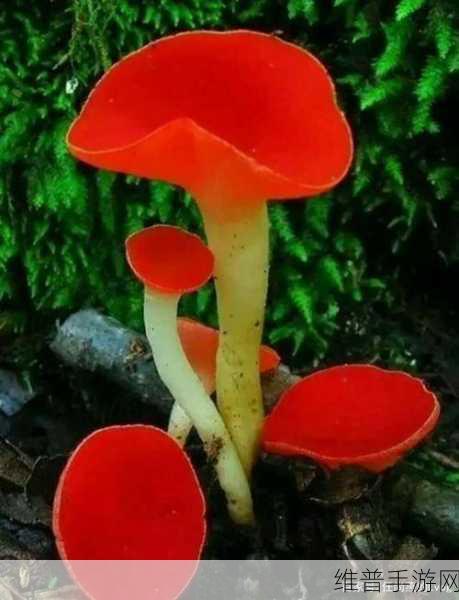 蘑菇视频红色logo着色：探索多彩世界，畅享蘑菇视频的精彩与创意