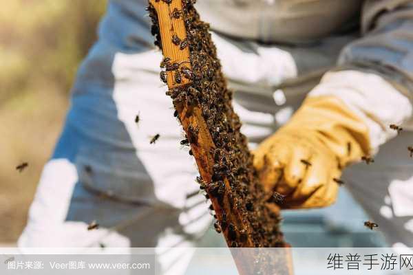 采蜜1.1冷门：蜜蜂采蜜新探：冷门知识与奇妙发现