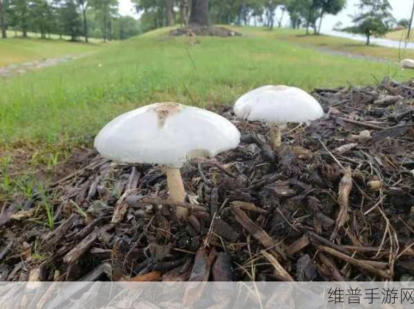 蘑菇黑料视频：揭秘蘑菇黑料：背后的真相与故事大曝光