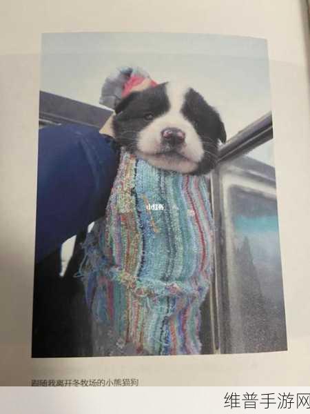 ZOOMSERVO兽免费的：免费获取ZOOMSERVO兽的多种功能与应用指南