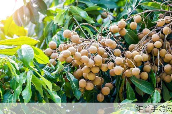 妄想山海果香南瓜炖肉制作秘籍大公开
