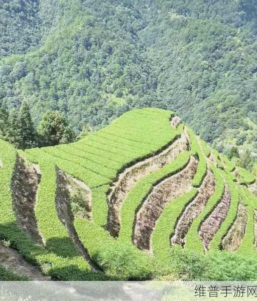 烟雨江湖茶叶采买全攻略，领略茶香风情