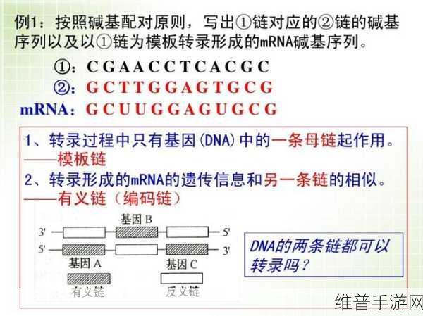 深度解析伊洛纳基因合成的奇妙用途