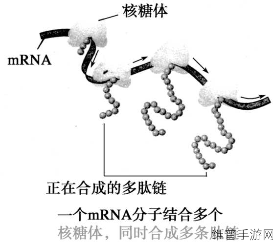 深度解析伊洛纳基因合成的奇妙用途