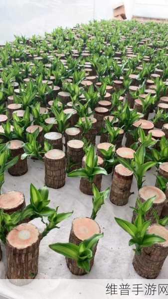 烟雨江湖中木头的神奇用途全解析