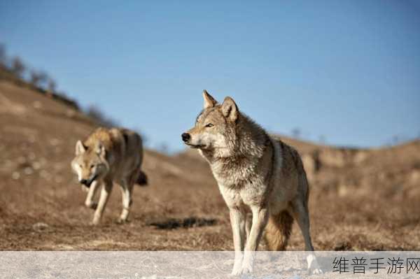 国产无人区：1. 《无人区探险：揭开国产科技的新篇章