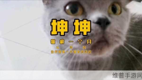 男生将坤坤赛季女生的句号开元棋：1. 男生视角下的坤坤赛季：新篇章的新探索