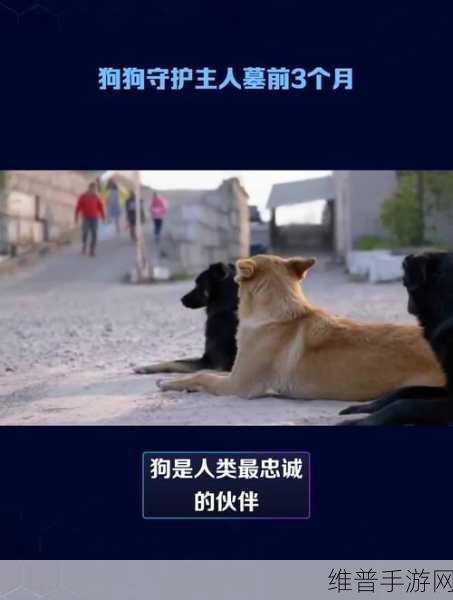 人与狗的互动：1. 狗狗如何成为人类最忠诚的伙伴