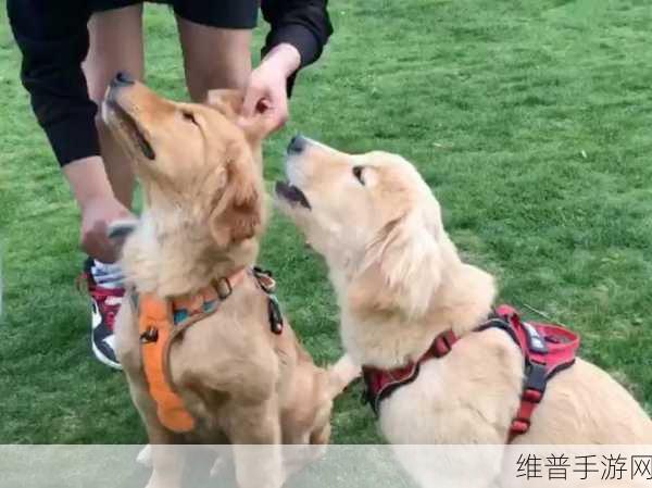 人与狗的互动：1. 狗狗如何成为人类最忠诚的伙伴