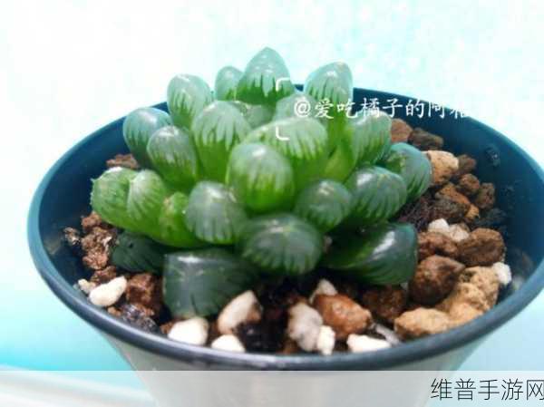 玉露春潮：1. 玉露春潮：感受大自然的温柔唤醒