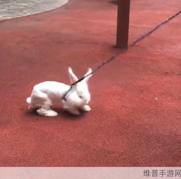 男生咬我的小兔兔描述一下：1. ＂当小兔兔遇上调皮男生：甜蜜的咬一口