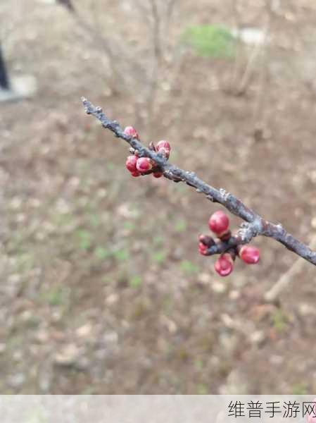 含苞欲放的桃花那是春天的嘴唇吧：1. 含苞欲放的桃花：春天轻唇的温柔呢喃