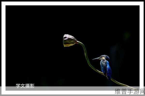 小诗的公交车日记1一15：1. 公交车上的光影与故事