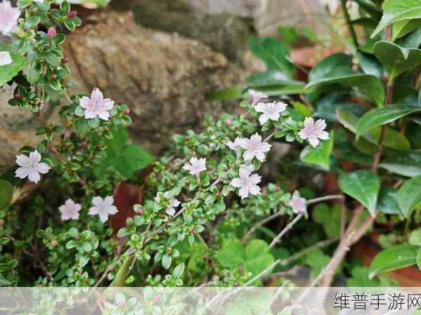如何自我安抚小花园：1. 在小花园中探寻心灵的安宁之道