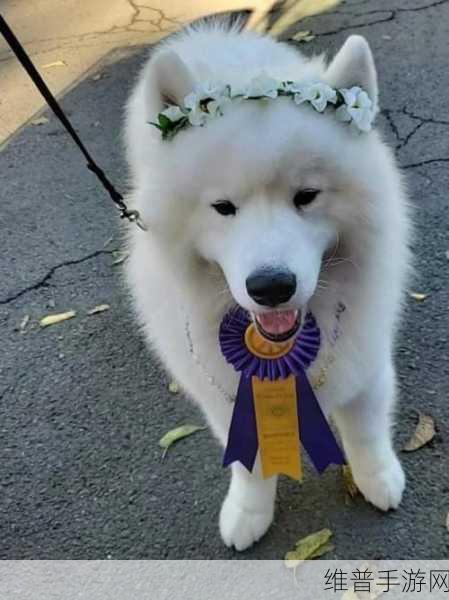 升级breed：1. 探索全新Breed：引领未来宠物养殖的潮流