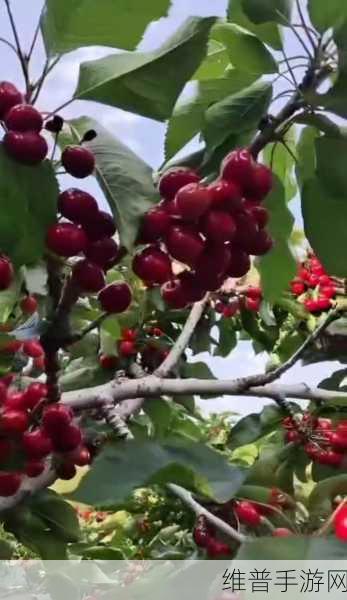 樱桃cherry官网：当然可以！以下是一些基于樱桃（Cherry）官网主题的标题建议：