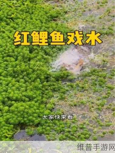 女人绝技鲤鱼喝水：1. “女人绝技：鲤鱼喝水的智慧与启示”