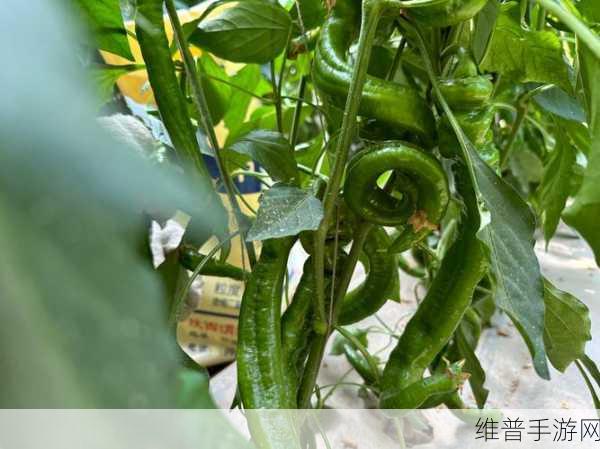 大香伊煮小辣椒成品：1. 让你欲罢不能的大香伊煮小辣椒秘方