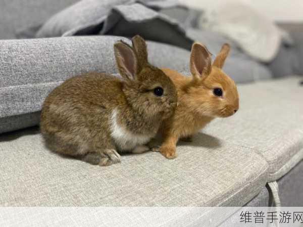 尺寸1v1长耳朵的兔子：1. ＂长耳兔的奇幻冒险：探索未知世界