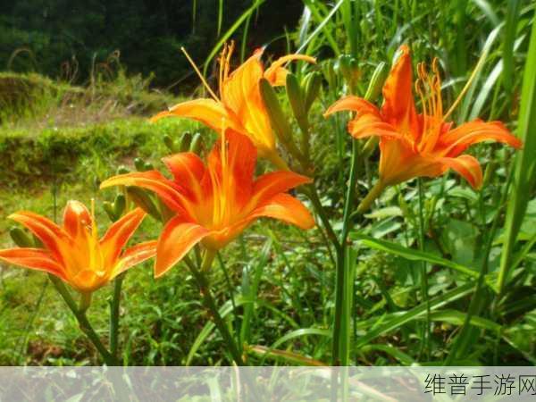 忘忧草日本www土豆：1. 忘忧草：寻找内心宁静的奇妙旅程