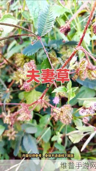 含羞草电视剧含羞草主题曲：1. 心灵深处的含羞草之歌