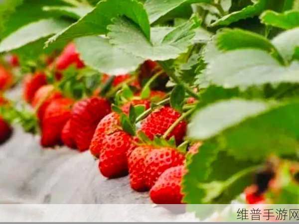 小猪视频草莓视频:1. 小猪视频:探索草莓视频的无限乐趣