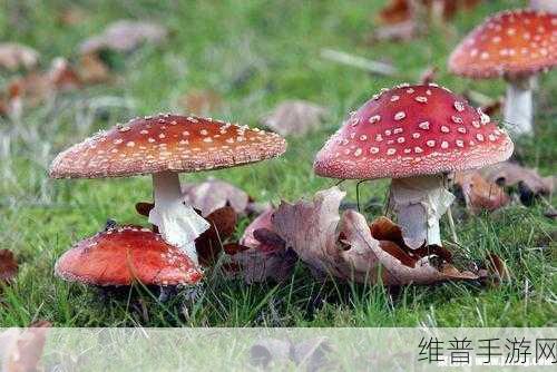 蘑菇视频红色logo纯黑色背景：1. ＂探索蘑菇视频的无限视界，尽享黑色沉浸体验