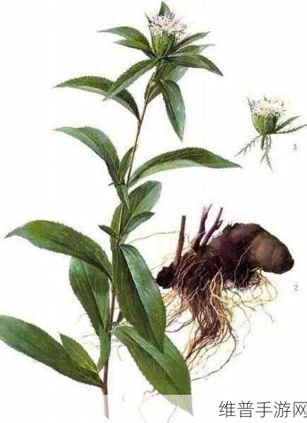 千层莲花裹茎术：1. 千层莲花裹茎术的神秘养生之道