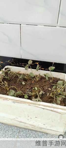 疼别放了装不下了草莓：1. 草莓的烦恼：装不下的甜蜜与梦想