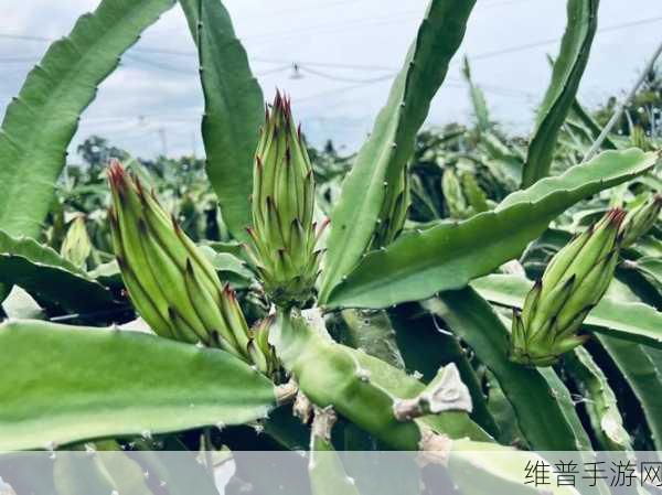 成品网站W灬源码火龙果：1. W灬源码火龙果：探索无限可能的成品网站