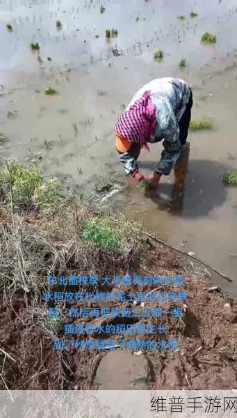 夫妻插秧一百种方法：1. ＂夫妻协作：插秧的百种创意与技巧分享