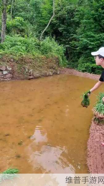 夫妻插秧一百种方法：1. ＂夫妻协作：插秧的百种创意与技巧分享