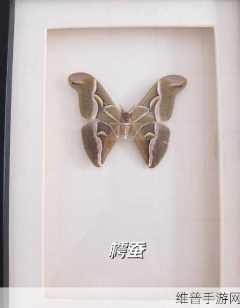 成为虫子的产卵工具：1. 探索虫子的繁殖秘密：产卵工具的奇妙世界