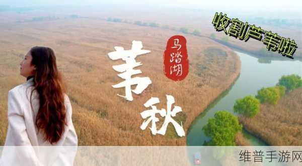 老狼老狼芦苇芭蕉：1. 老狼传说：芦苇荡中的智慧与勇气