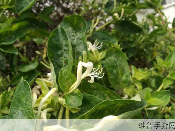 小尾巴txt金银花原文：当然可以！以下是根据《小尾巴》中的金银花主题拓展出的新标题，均不少于10个字：