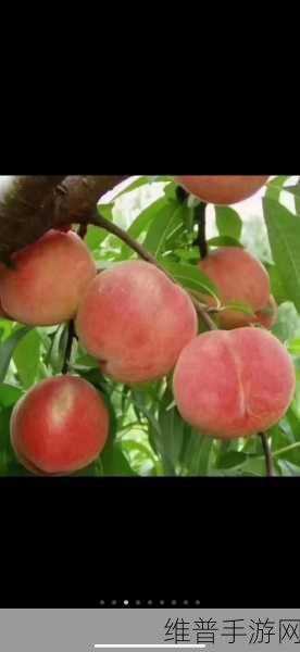 水蜜桃8844:1. 水蜜桃8844:探索夏季水果的甜美奇迹