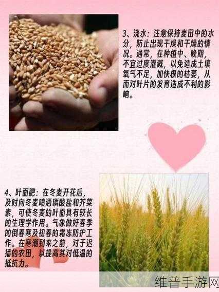 韩国朋友家的麦子的种植经验：1. 韩国朋友分享的麦子种植技巧与经验