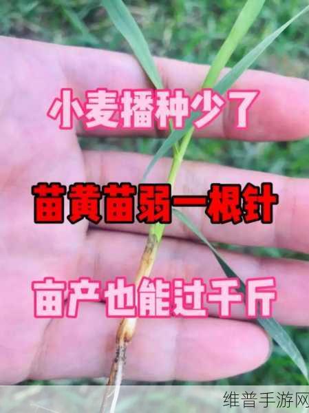 韩国朋友家的麦子的种植经验:1. 韩国朋友分享的麦子种植技巧与经验