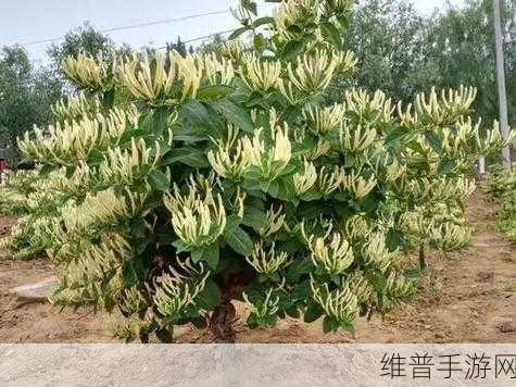欧洲一线产区二线产区的区别：1. 欧洲一线与二线产区：品质与价格的较量