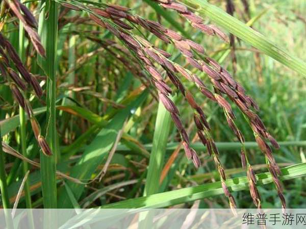 麻豆精产国品一二三产区区：1. 探寻麻豆精产国品一二三产区的独特魅力