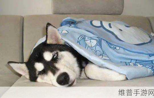 两人生猴子全程无被子：1. 无被子挑战：两人如何携手度过寒冷夜晚