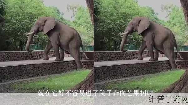 大象大象视频www在线观看被爆即将上市与芒果视频分开：大象视频即将独立上市，开启全新发展篇章