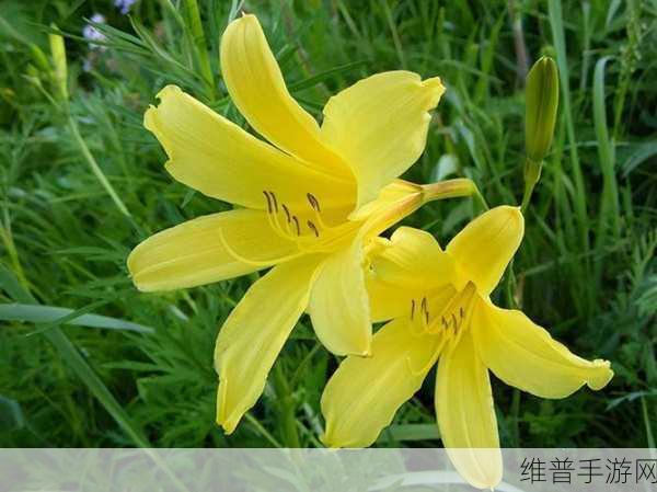 香蕉和忘忧草的区别：1. 香蕉与忘忧草：水果与植物的奇妙对比
