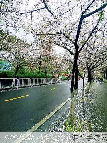 樱花jsq30q211：当然可以，以下是一些基于“樱花JSQ30Q211”的新标题建议：