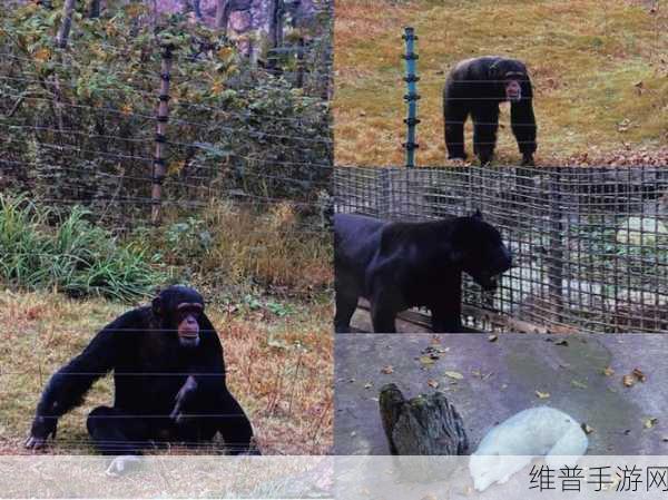 ZooZoomconference：1. ＂探索动物世界的奥秘：ZooZoom会议精彩回顾