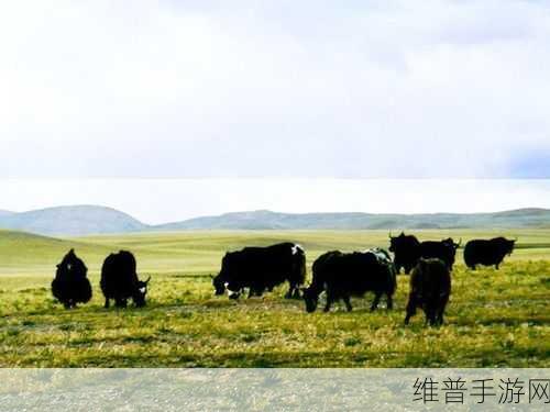 精品无人区一线二线三线区别：1. 精品无人区的三线划分与生态保护